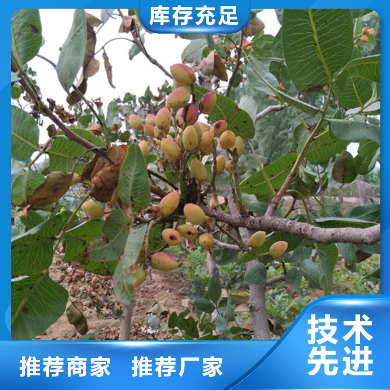 开心果_梨树苗品牌大厂家