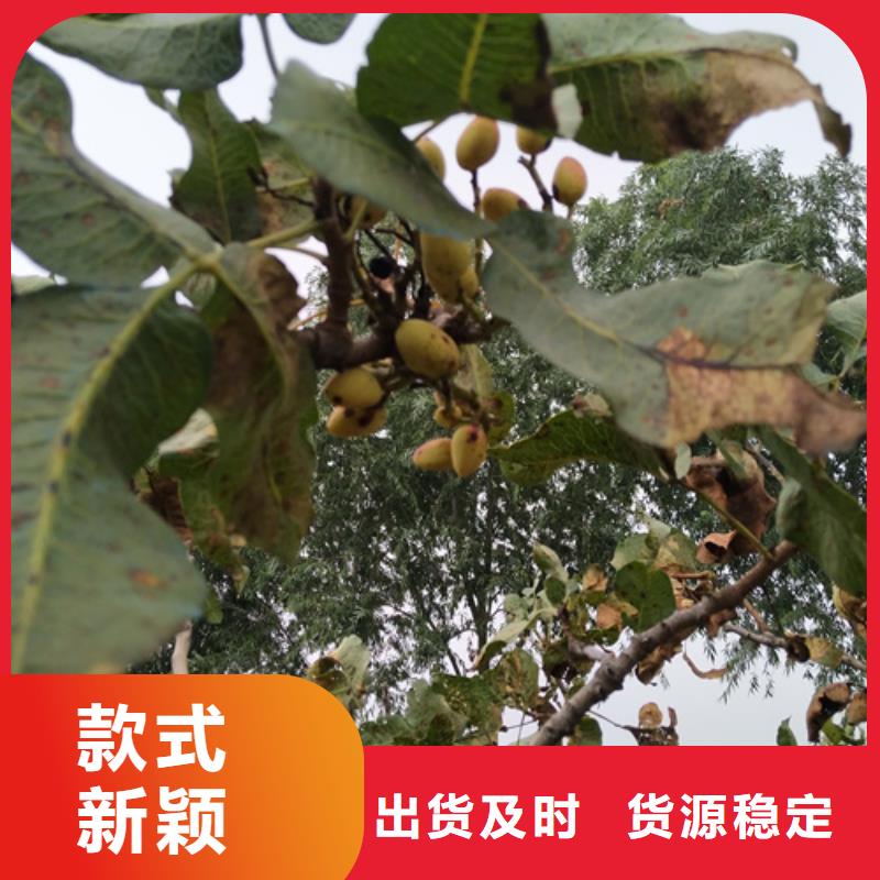 開心果蘋果苗商家