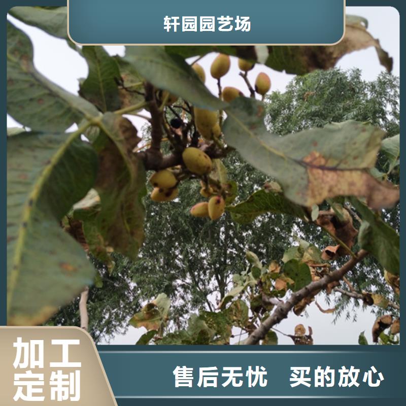 开心果李树苗甄选好厂家