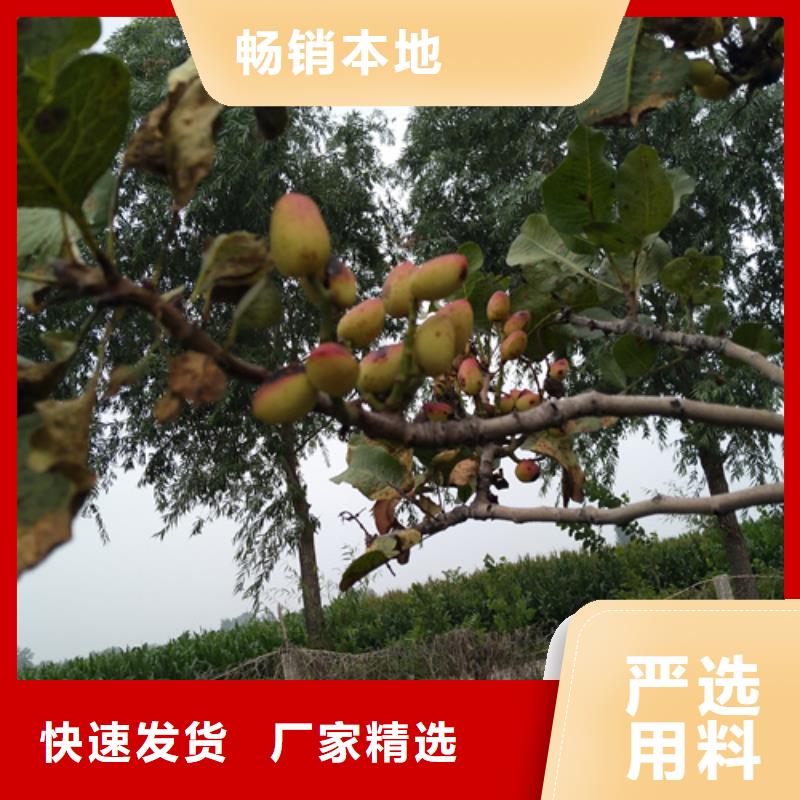 開心果板栗苗質(zhì)量無憂