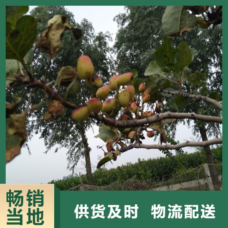 开心果板栗苗质量无忧