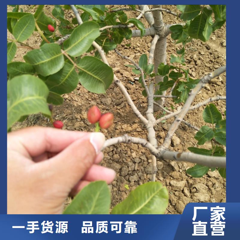 開心果蘋果苗商家