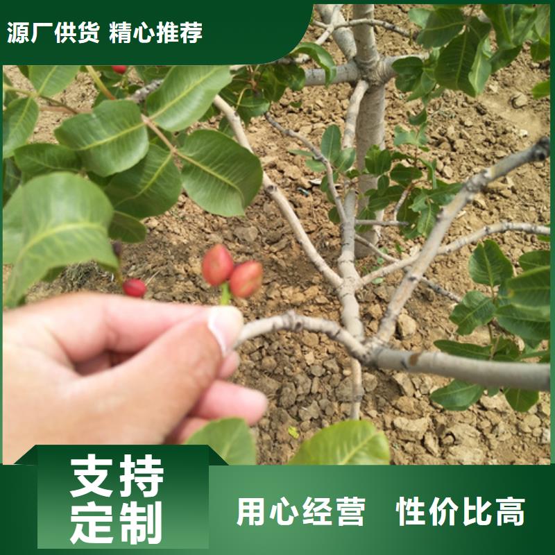 開心果,櫻桃苗采購