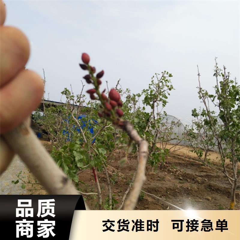开心果_樱桃苗颜色尺寸款式定制