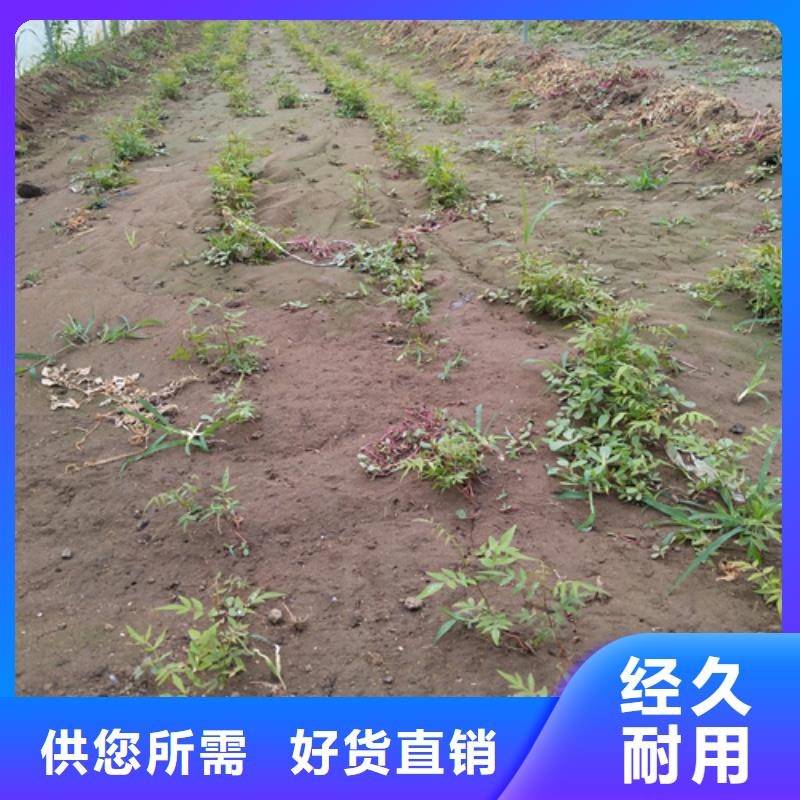 开心果_梨树苗品牌大厂家