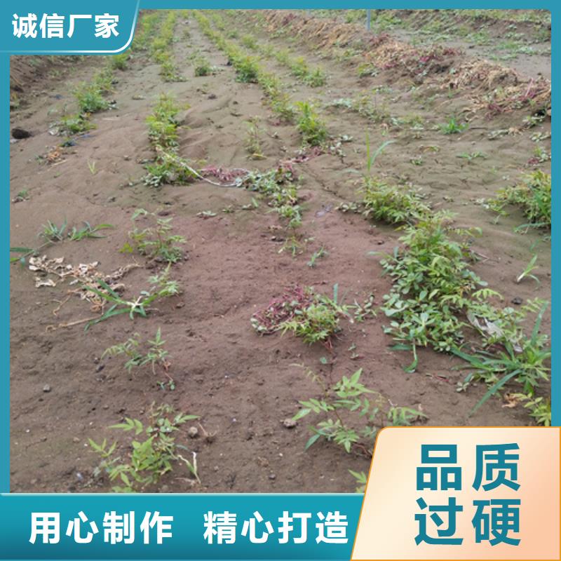 開心果_櫻桃苗顏色尺寸款式定制