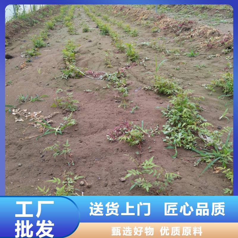 開心果樹苗批發(fā)