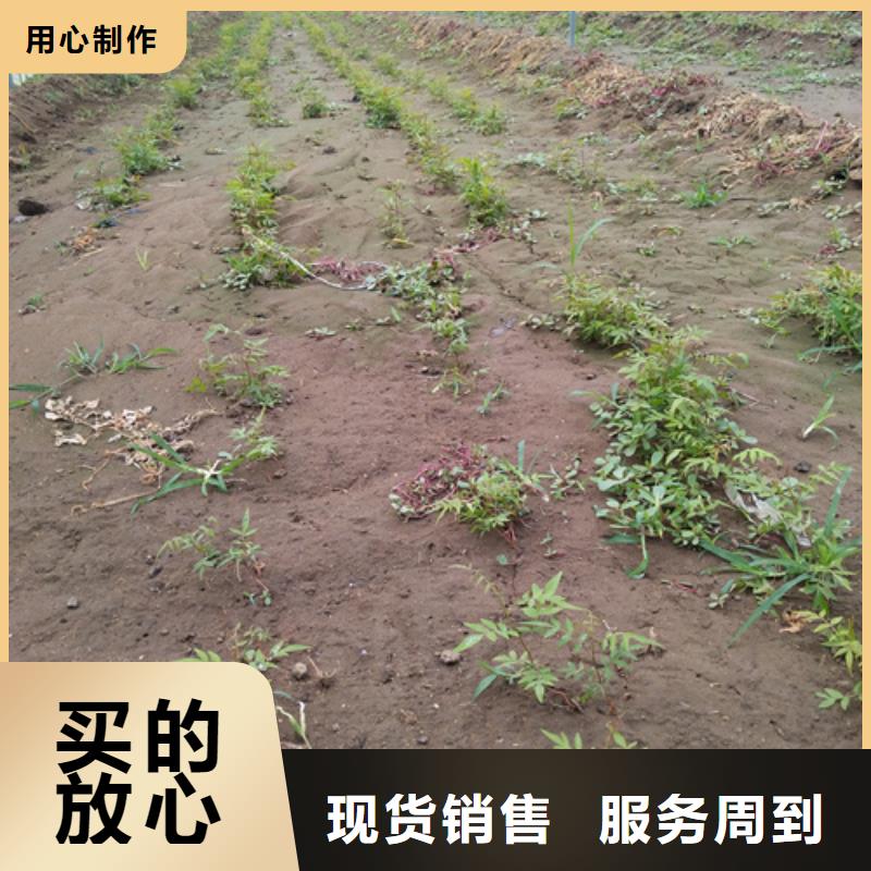 开心果李树苗甄选好厂家