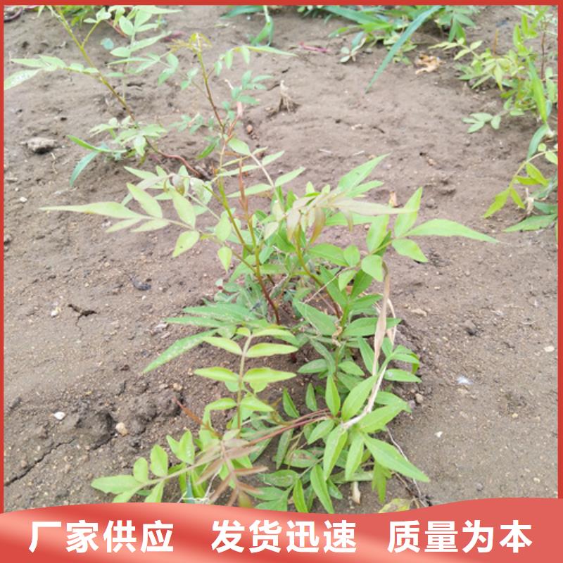 开心果桃树苗为品质而生产