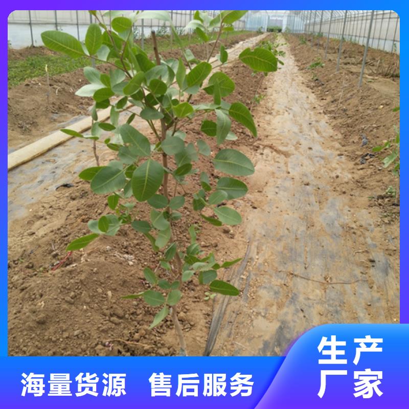 开心果樱桃苗质量安心