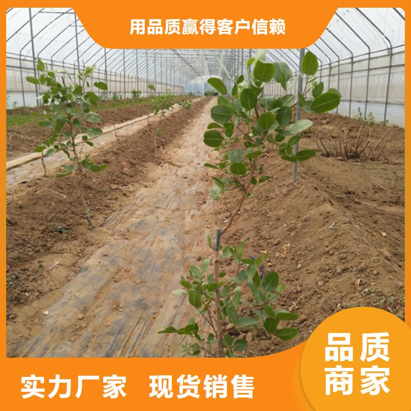 開心果批發(fā)