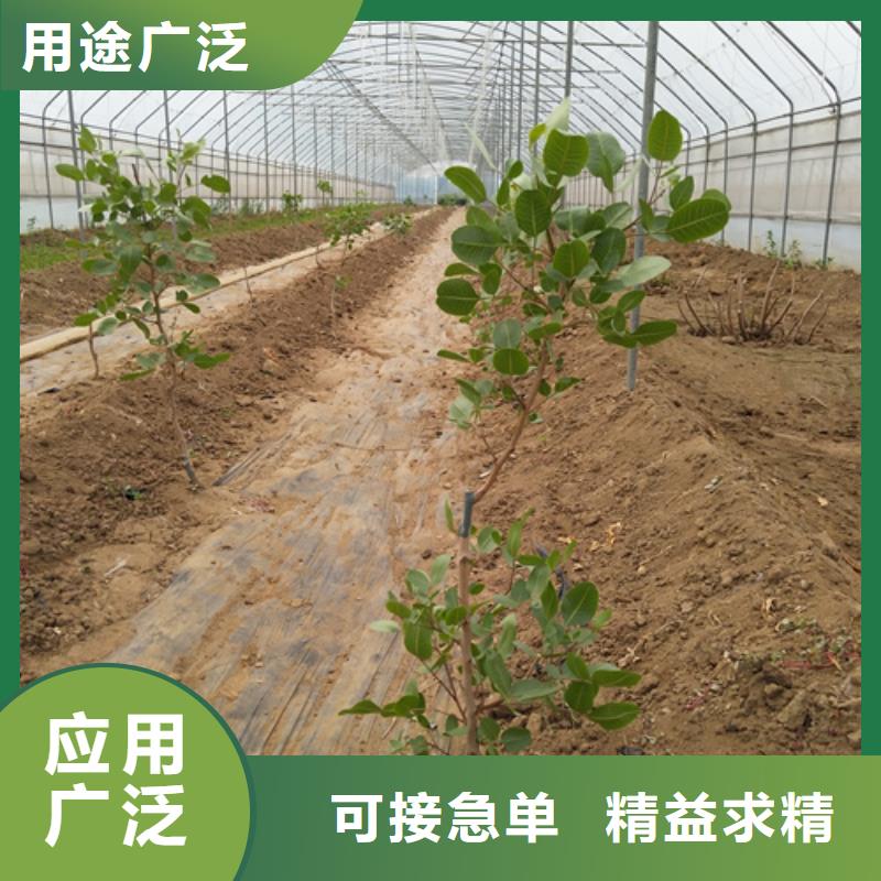 開心果,櫻桃苗采購
