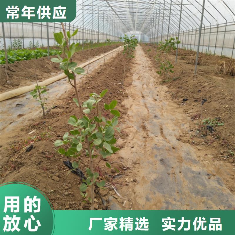 开心果李树苗甄选好厂家