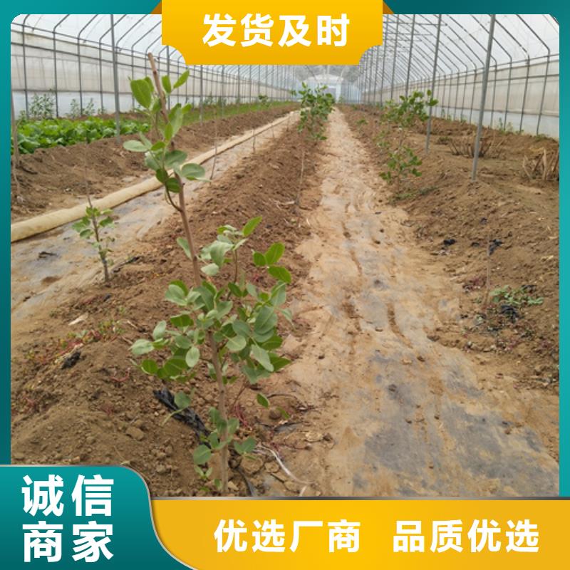 開心果板栗苗質(zhì)量無憂