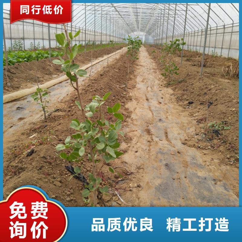 开心果板栗苗质量无忧