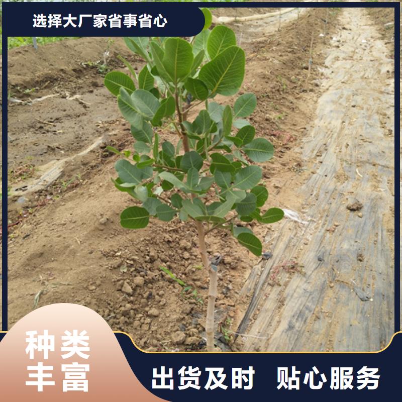 開心果_櫻桃苗顏色尺寸款式定制