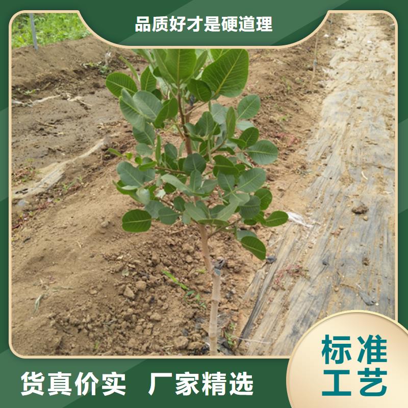 开心果_樱桃苗颜色尺寸款式定制