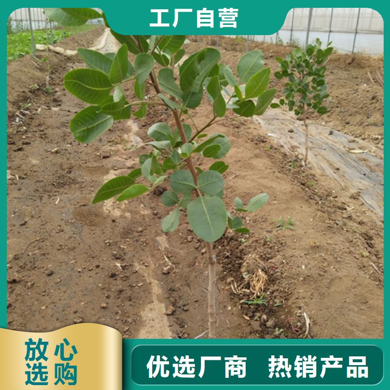 开心果李树苗甄选好厂家