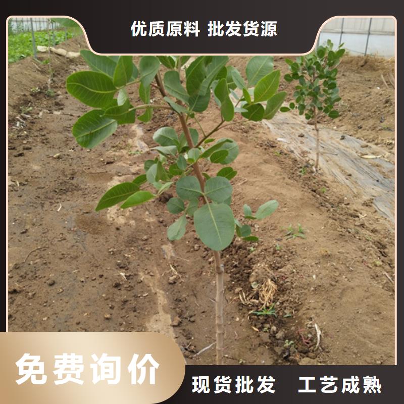 開心果_石榴樹源頭廠家