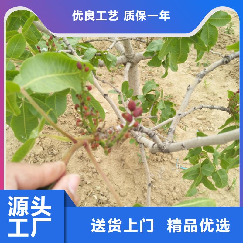 开心果板栗苗质量无忧