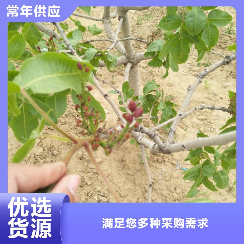 開心果_石榴樹源頭廠家