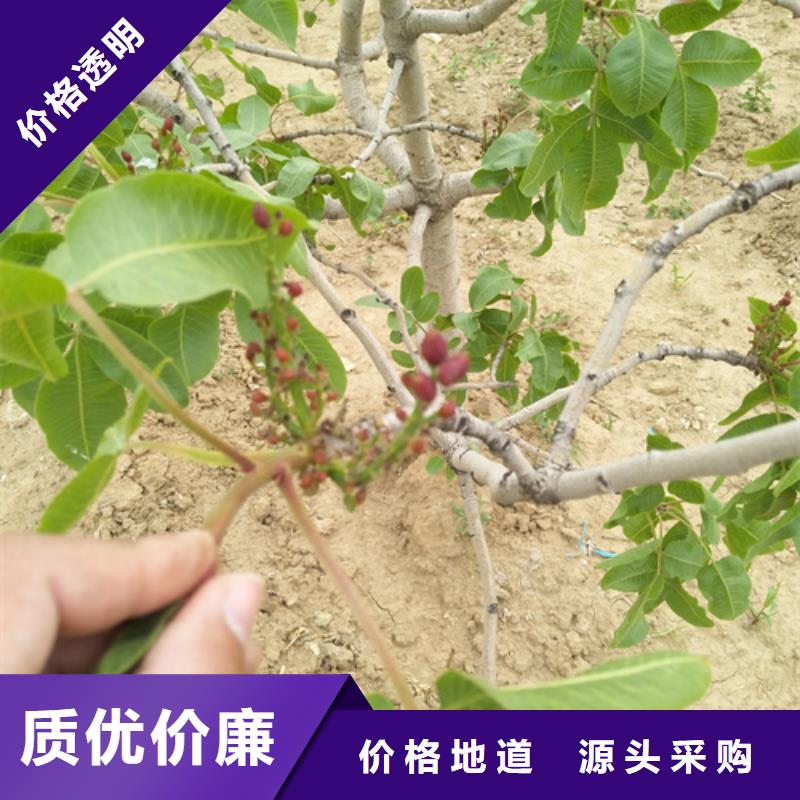 開(kāi)心果【藍(lán)莓苗】品質(zhì)保證