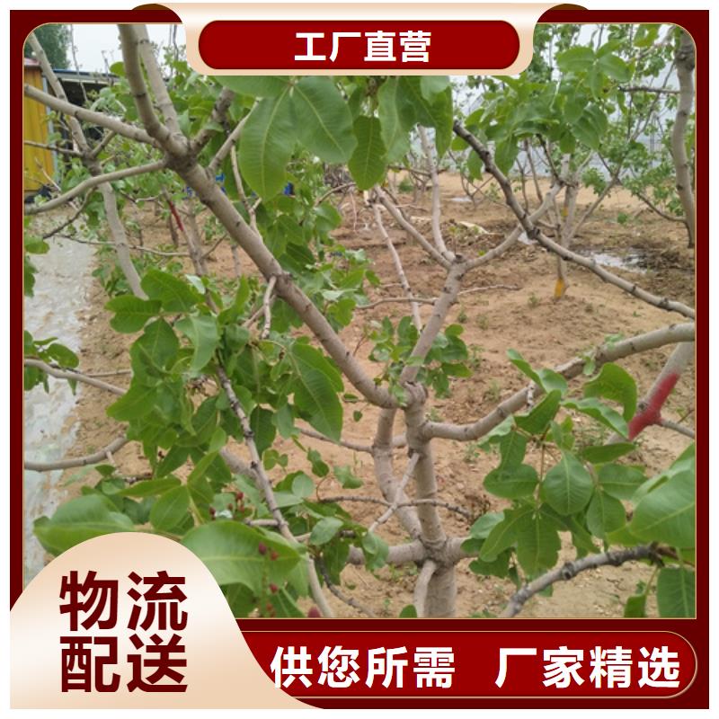 開心果批發(fā)