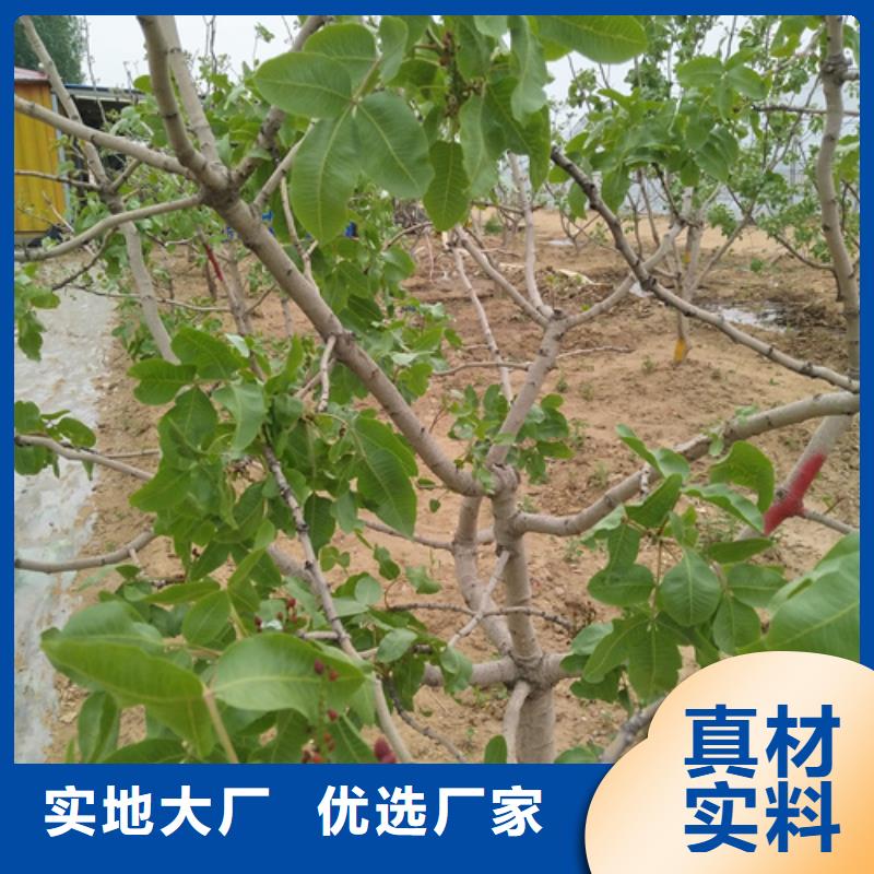 開心果蘋果苗商家