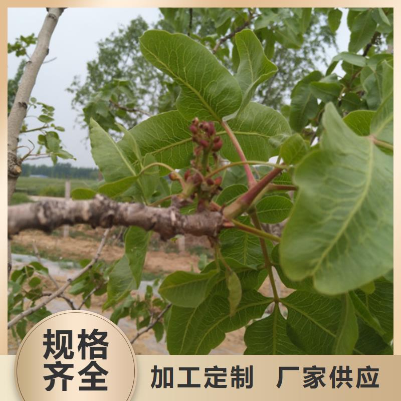 開心果_石榴樹源頭廠家