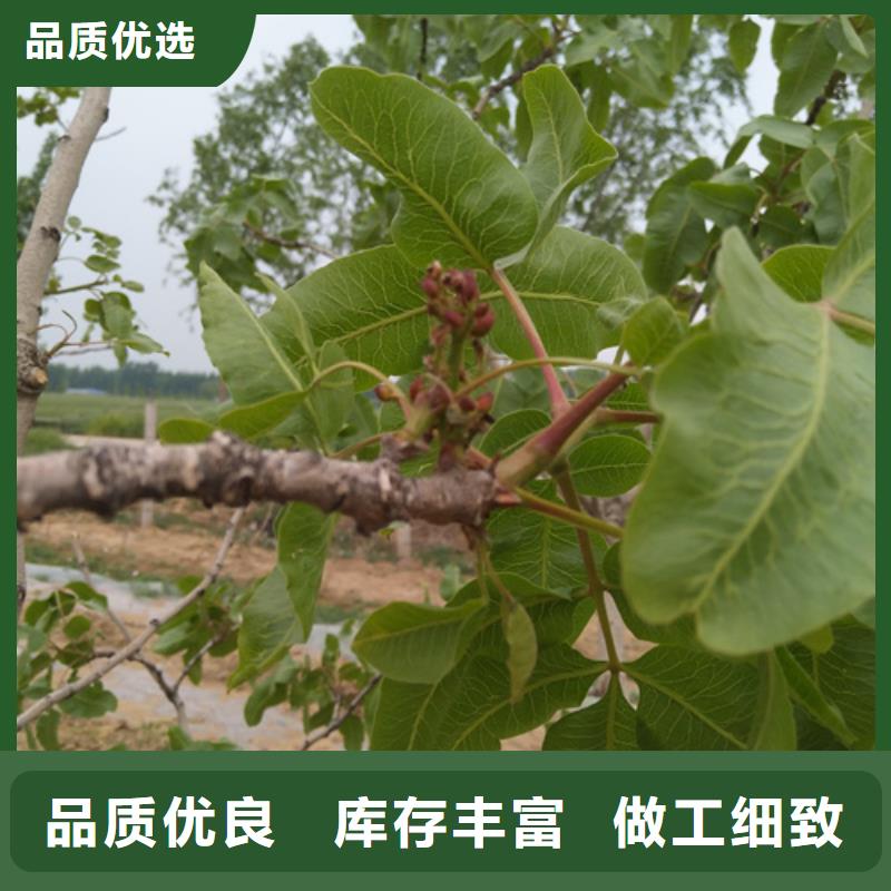 开心果板栗苗质量无忧