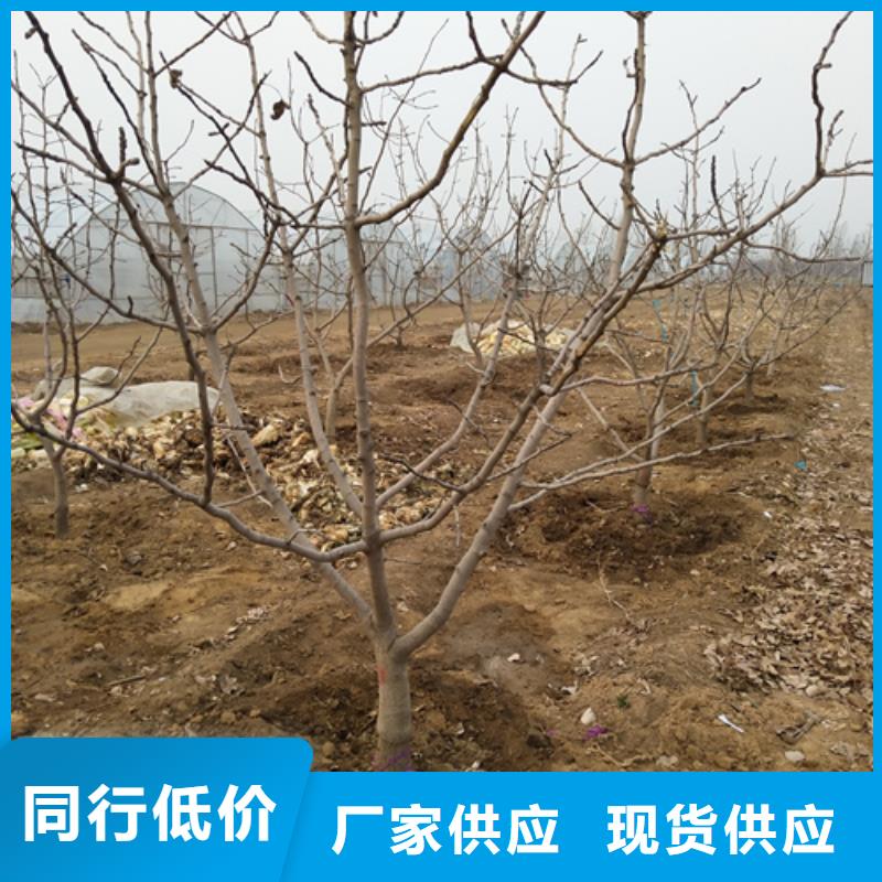 开心果桃树苗为品质而生产