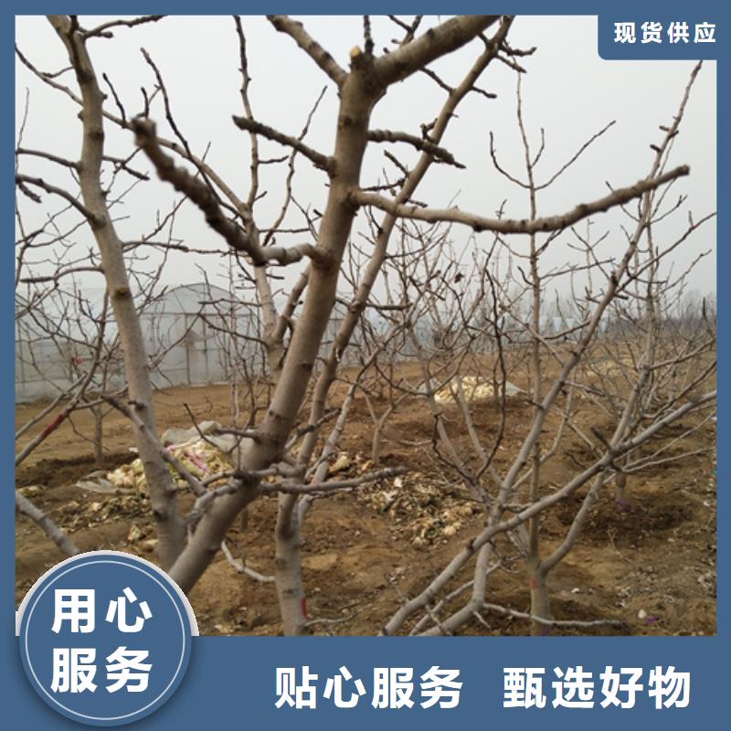 开心果樱桃苗定制销售售后为一体
