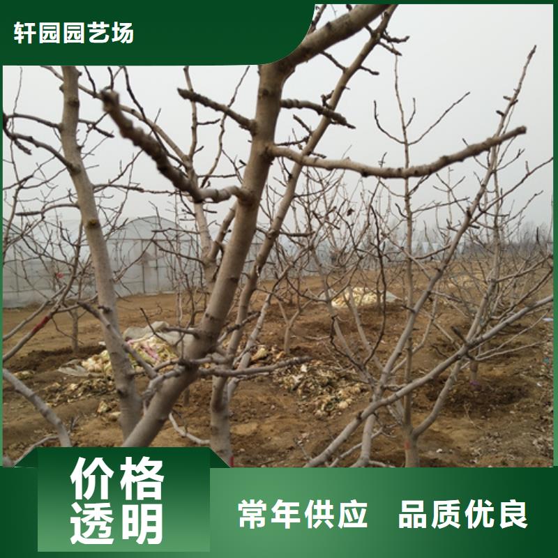 開(kāi)心果【藍(lán)莓苗】品質(zhì)保證