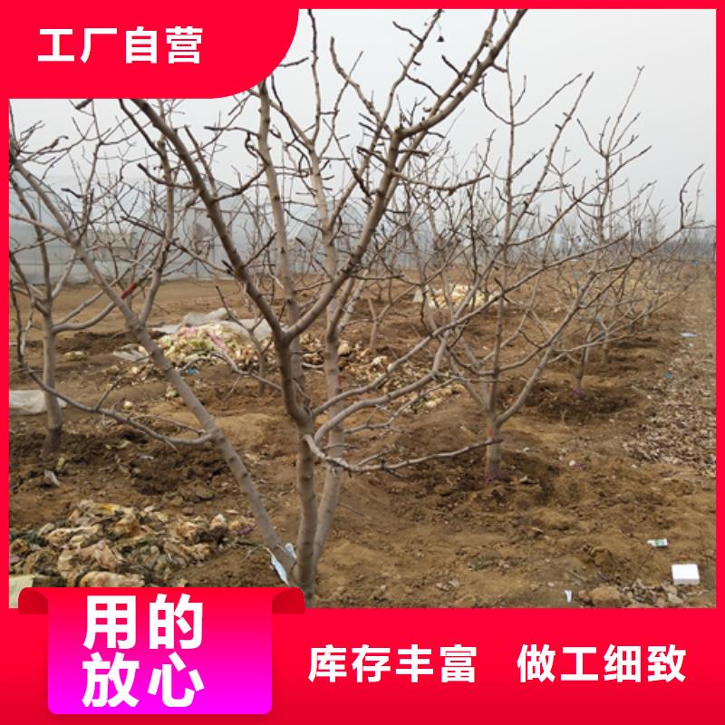 開心果,櫻桃苗采購(gòu)