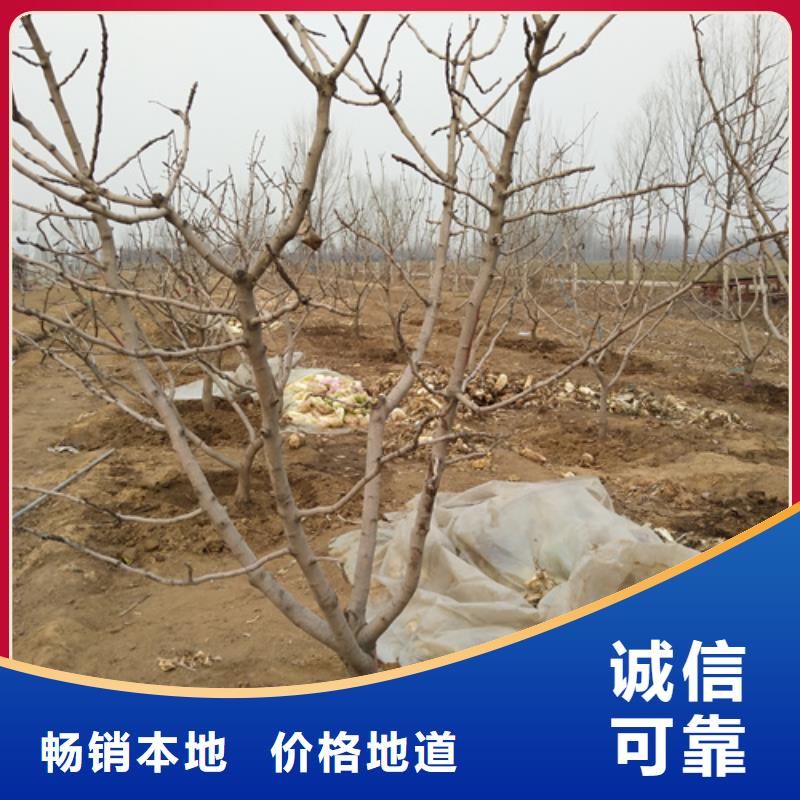 開心果蘋果苗商家