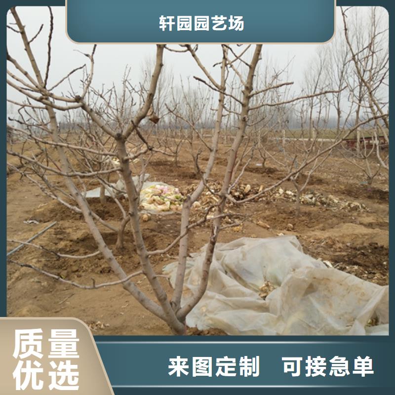 開心果_櫻桃苗顏色尺寸款式定制
