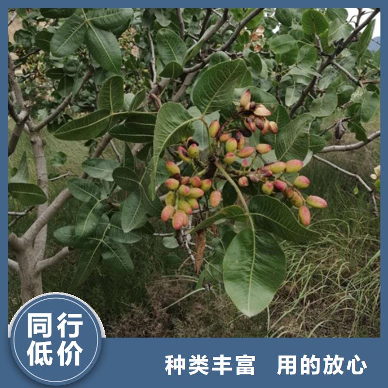 開心果,櫻桃苗采購