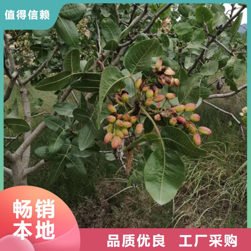 開(kāi)心果【藍(lán)莓苗】品質(zhì)保證