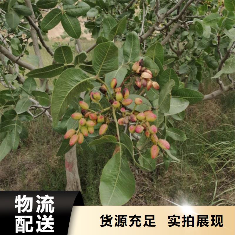 開心果,櫻桃苗采購(gòu)
