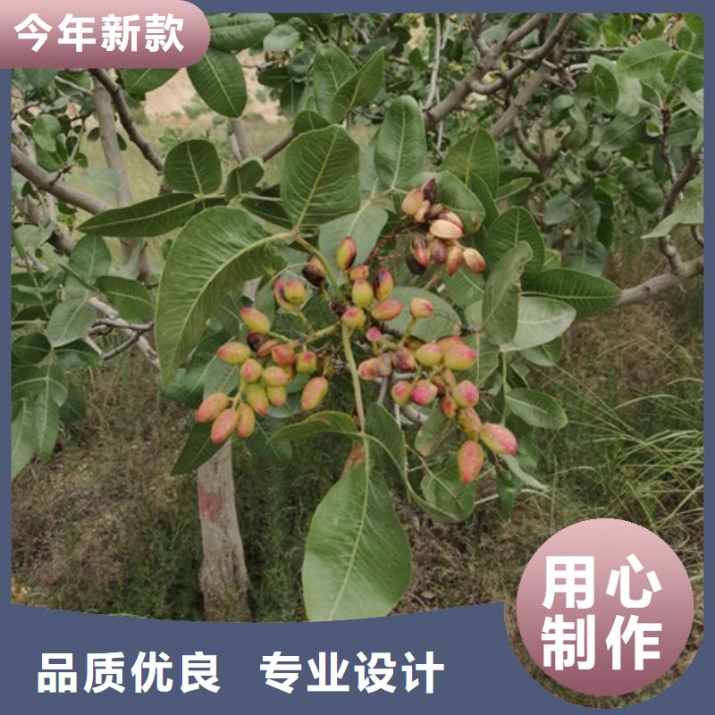 开心果_梨树苗品牌大厂家