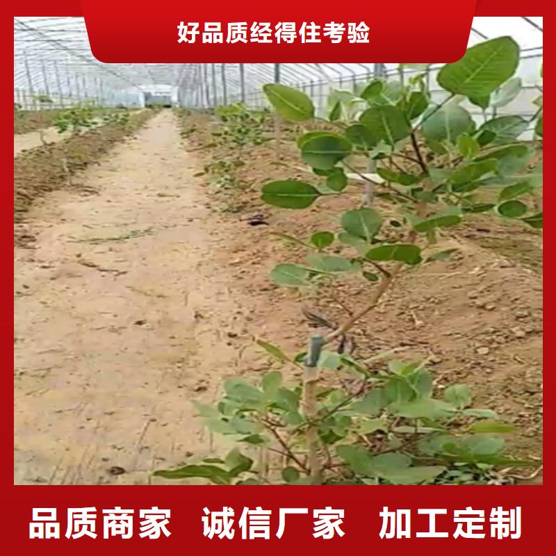 開心果蘋果苗商家