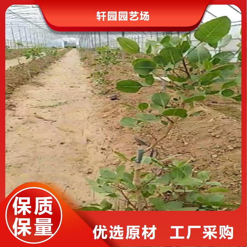 開(kāi)心果【藍(lán)莓苗】品質(zhì)保證