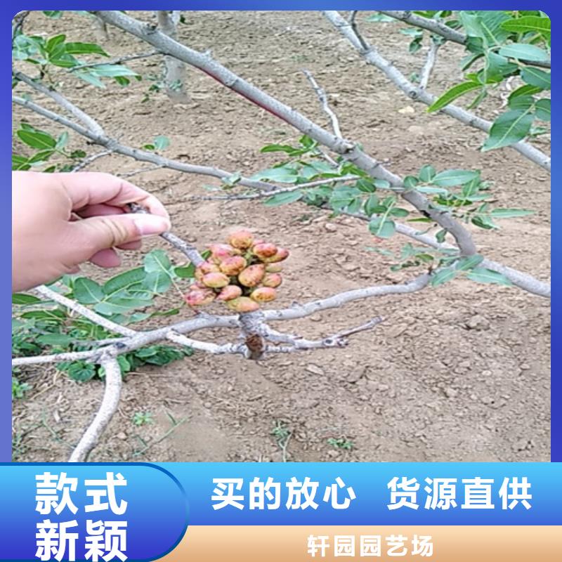 开心果李树苗甄选好厂家
