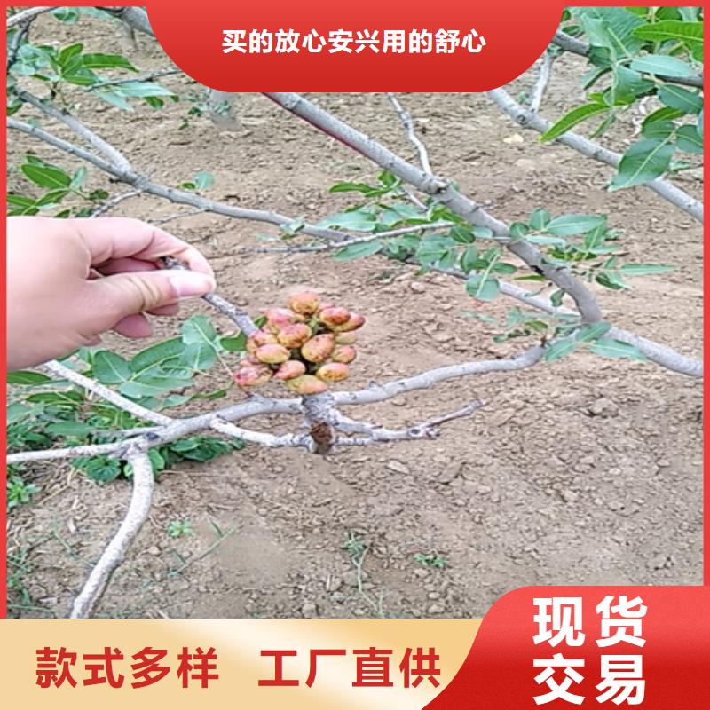 開心果,櫻桃苗采購(gòu)