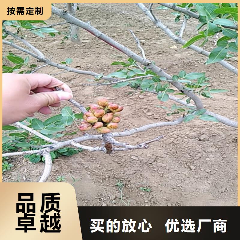 开心果樱桃苗质量安心