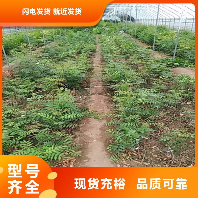 開心果,櫻桃苗采購