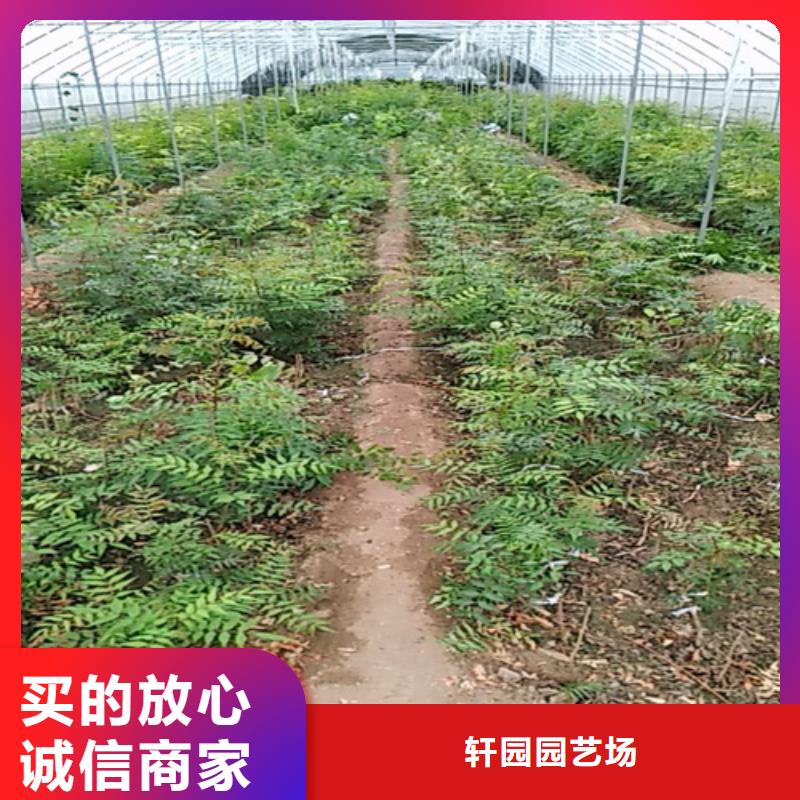 开心果樱桃苗定制销售售后为一体