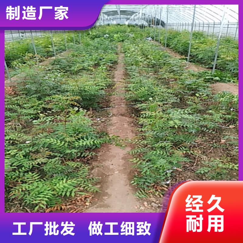 開心果蘋果苗商家