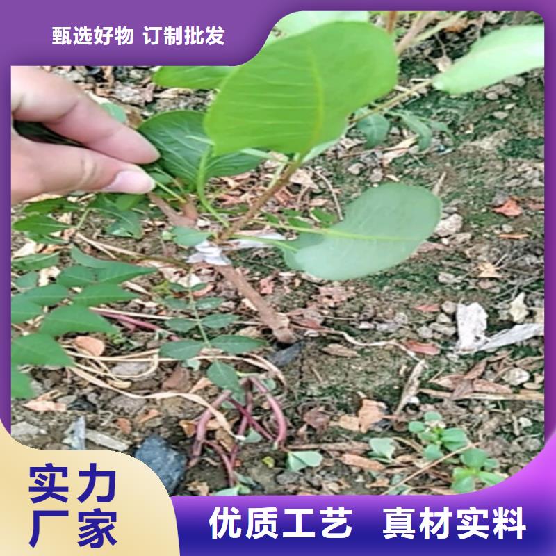 開心果_石榴樹源頭廠家