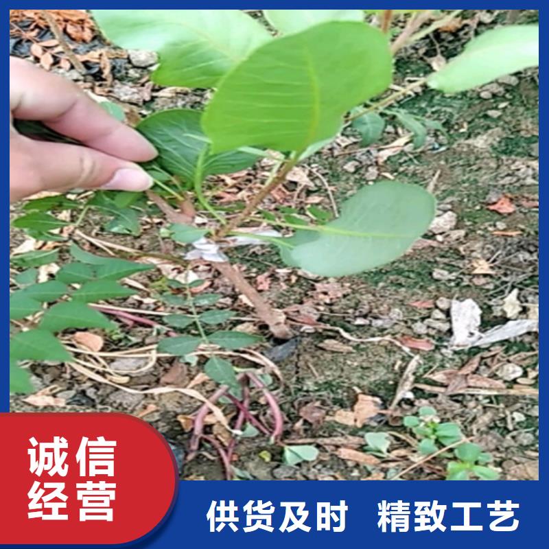 開心果,櫻桃苗采購(gòu)
